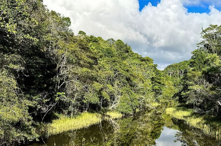  Plataforma identifica áreas prioritárias para restauração florestal