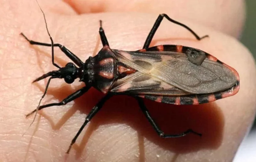  Bicho-barbeiro contaminado pela doença de Chagas é encontrado na zona oeste de São Paulo