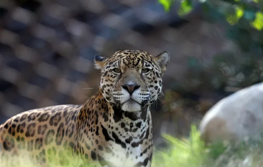 Caseiro é atacado e morto por onça-pintada no pantanal de MS