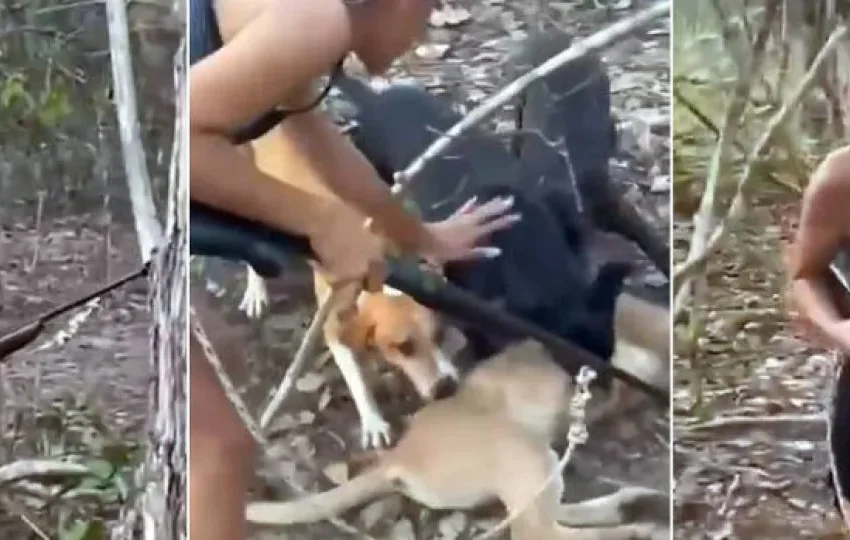  Homem multado em R$ 20 mil por matar onça diz que não sabe como vai pagar