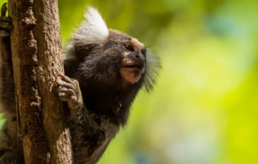  Mulher tem náusea e descobre que contraiu raiva após mordida de sagui no CE