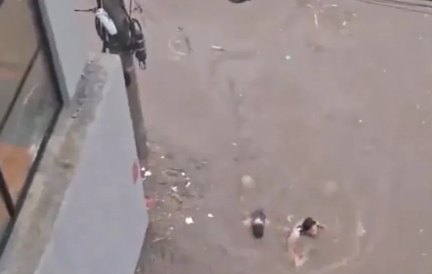  Passageiros nadam para sair de ônibus alagado após temporal; veja o vídeo