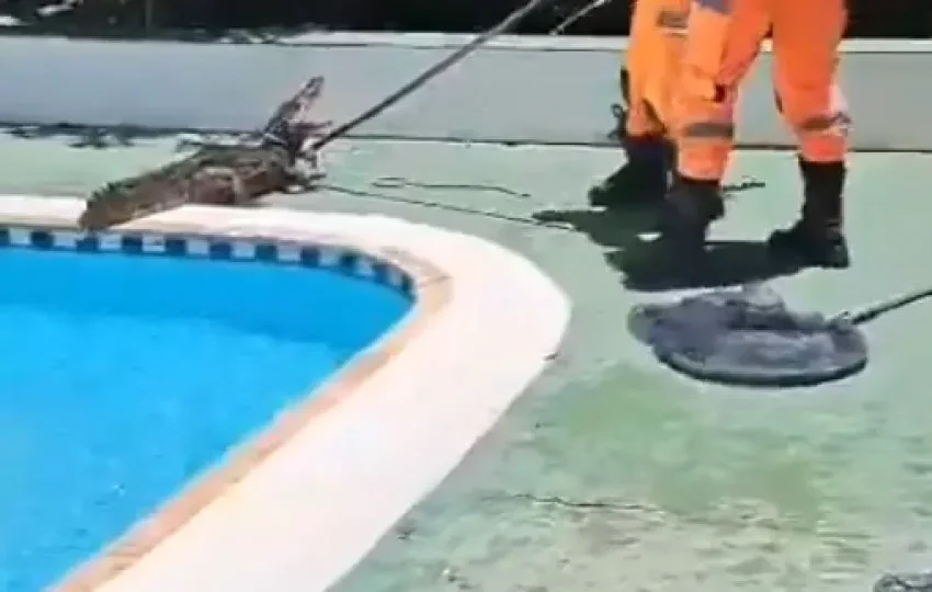  Jacaré de 1,5 metro é encontrado em piscina de clube em MG ; veja