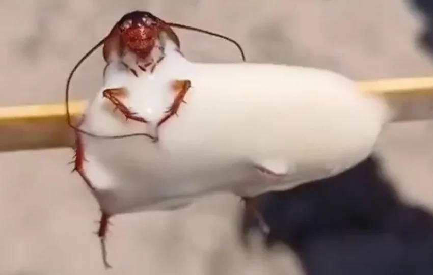  Barata no picolé viraliza e provoca fechamento de fábrica no Rio de Janeiro