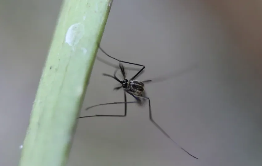  Brasil ultrapassa marca de um milhão de casos de dengue em 2025