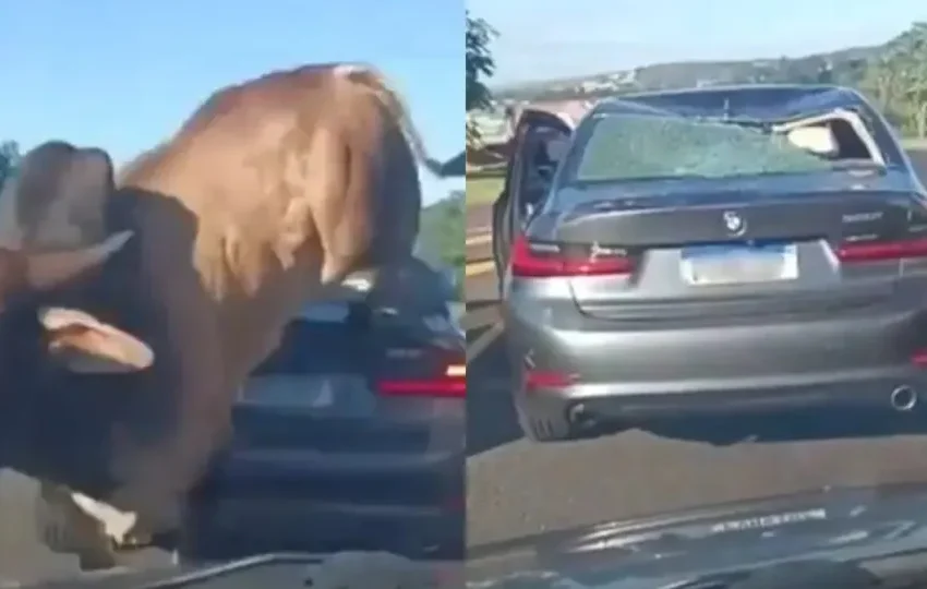  Touro enfurecido avança sobre homem e passa por cima de BMW