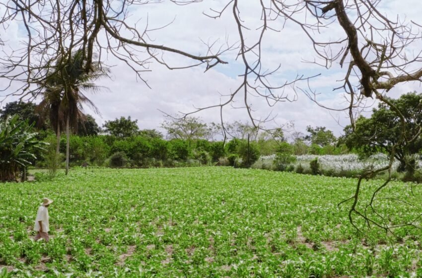  Novo pagamento do Garantia-Safra beneficia mais de 1.500 agricultores familiares de Alagoas