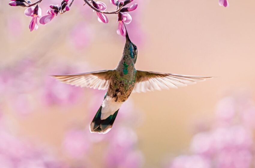  Aves beijoqueiras estão ameaçadas no Cerrado, diz pesquisador