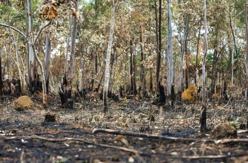  Ano de 2025 é quinto com maior área atingida por queimadas até agosto