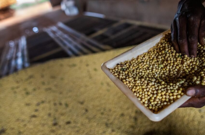  Sorriso, no MT, tem maior PIB agrícola do país; veja o ranking