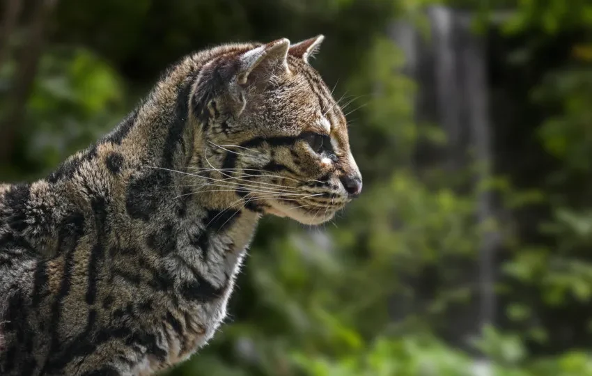 Zoológico de Brasília ficará com jaguatirica cega resgatada em rodovia
