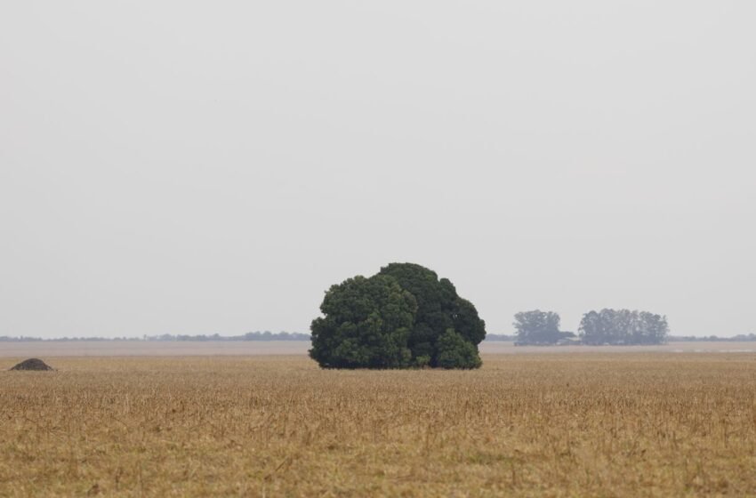  Fronteira Cerrado: o agronegócio entre desenvolvimento e destruição