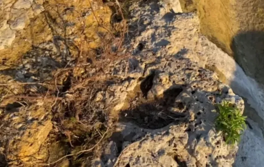  Pesquisadores dizem ter identificado pegadas de dinossauros em Roraima