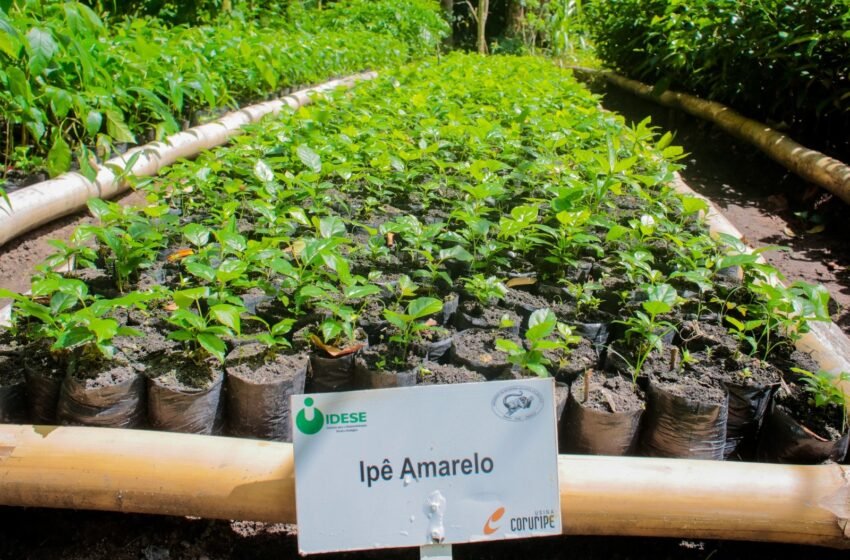  Projeto “Disk Mudas” incentiva reflorestamento urbano e já distribuiu mais de 500 mudas em Coruripe – AMA