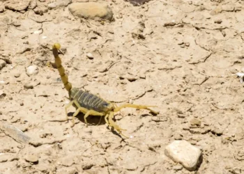 Com chegada do verão, Secretaria de Saúde de SP emite alerta para acidentes com escorpião