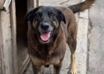 Justiça ordena que redes excluam informações sobre adolescentes suspeitos de matar cão Orelha