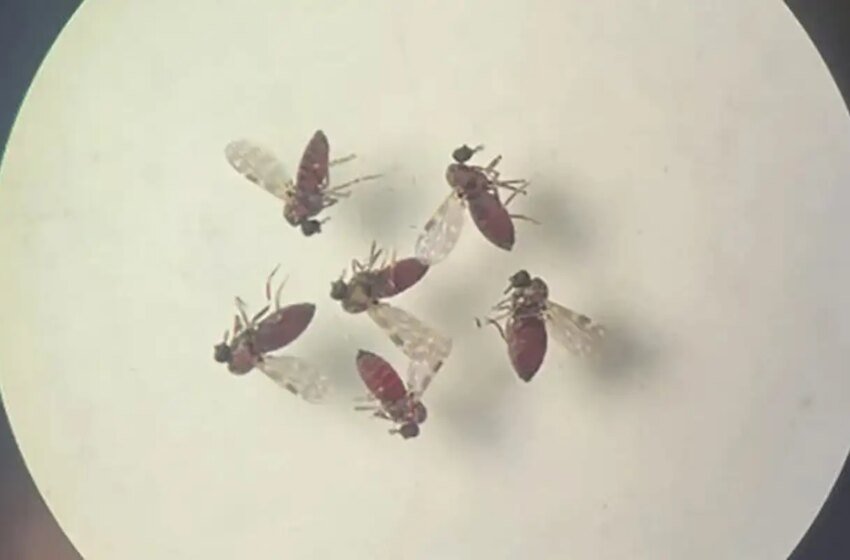  Estudo explica diferença de sintomas entre febre do Oropouche e dengue