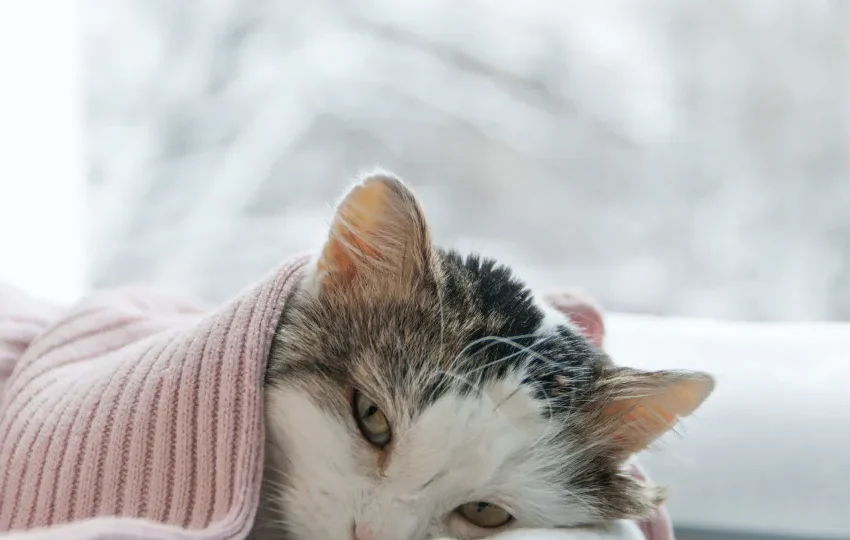  Mulher é presa após arremessar gata do 12º andar de prédio em Curitiba