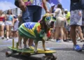 Animais de estimação com fantasias de Carnaval