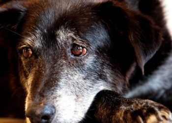 Rio ganha Núcleo de Proteção e Defesa dos Animais