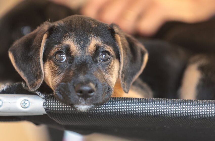  Convívio com animais e ações educativas ensinam a combater violência