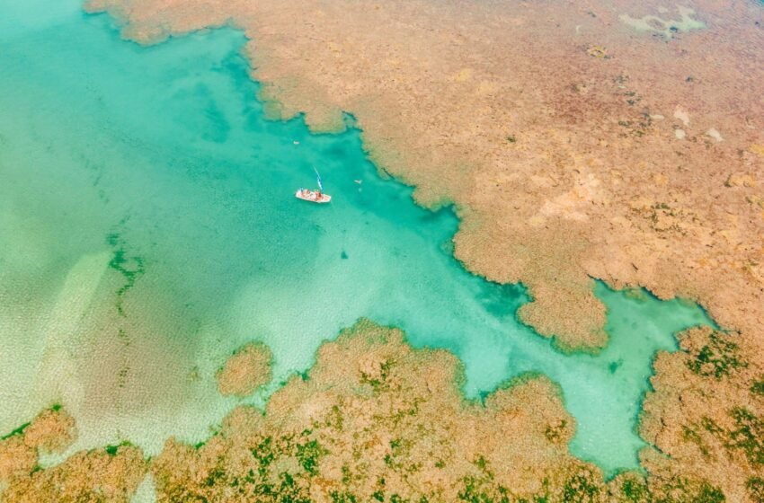  Projeto Corais de Alagoas avança no litoral do Estado – AMA