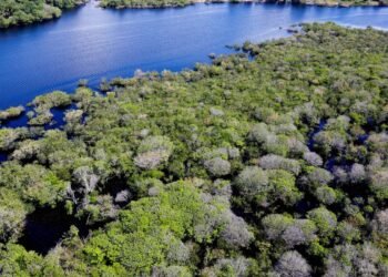 Governo lança edital para combate ao desmatamento na Amazônia