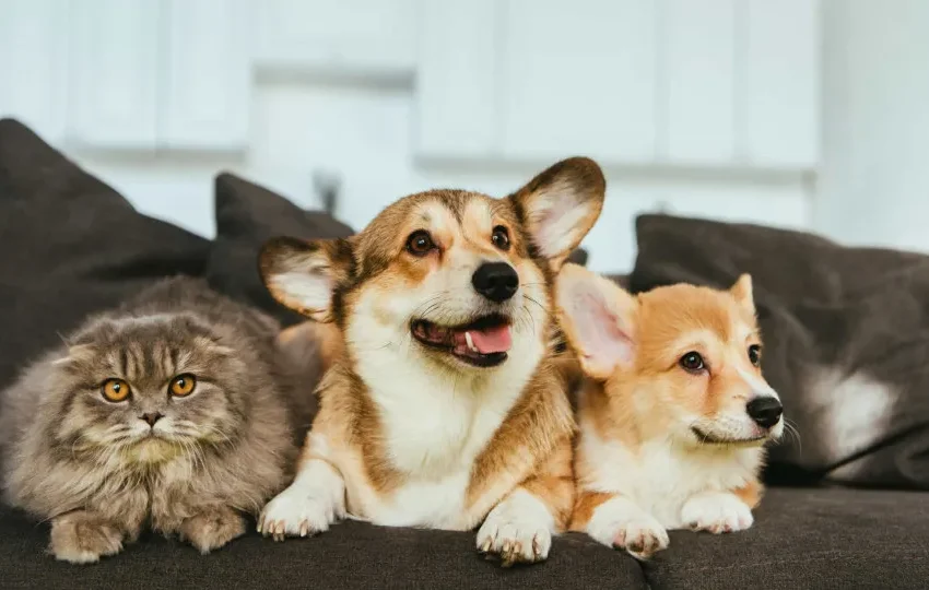  Estatuto dos Cães e Gatos prevê penas para quem maltratar animais