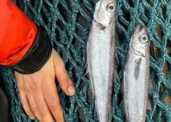 Peixes aparecem mortos em rio de SC e Defesa Civil investiga duas causas