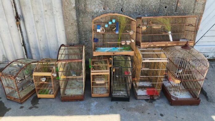 Mais de 100 aves silvestres são resgatadas durante operação no Litoral Sul de Alagoas
