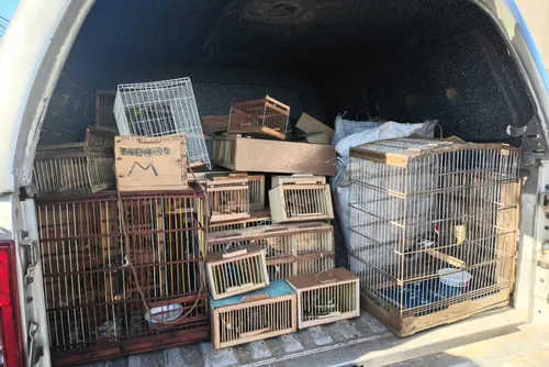 Mais de 350 animais silvestres são resgatados em feiras de Arapiraca e Anadia
