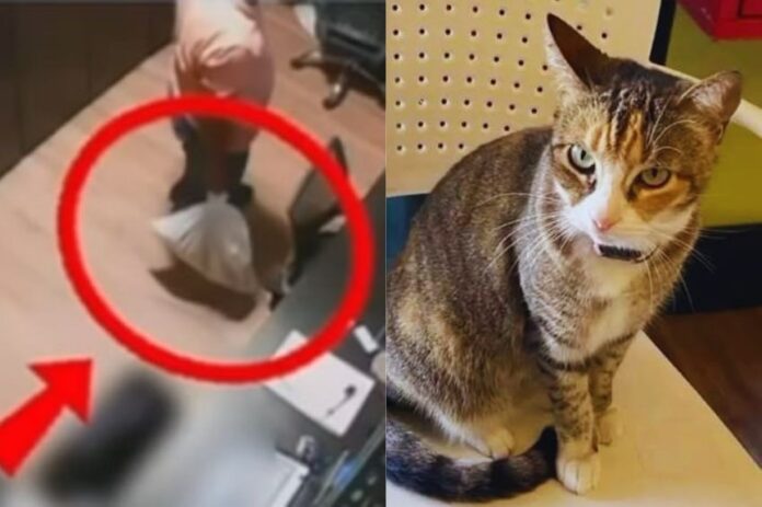 Ministério Público denuncia e pede prisão preventiva dos acusados da morte da gata Camila Regina