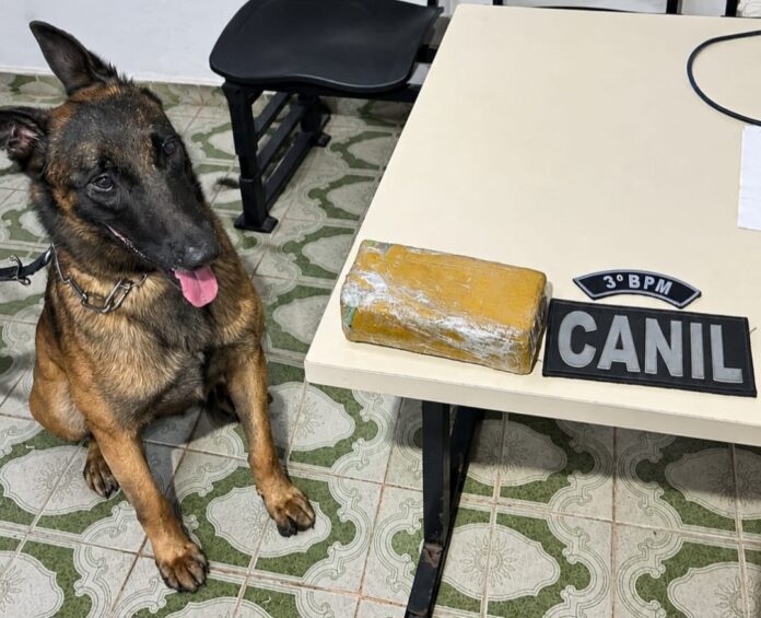 PM apreende cinco armas de fogo, centenas de munições e drogas em Alagoas