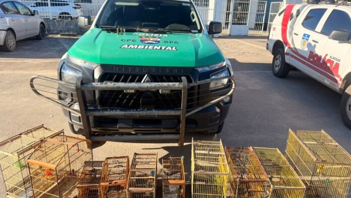 Polícia apreende centenas de animais silvestres durante operação em Alagoas
