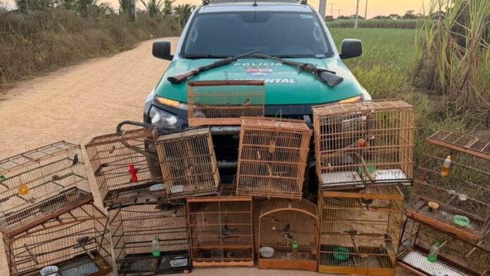 Polícia apreende duas armas de fogo e resgata 59 animais silvestres em ações de fiscalização
