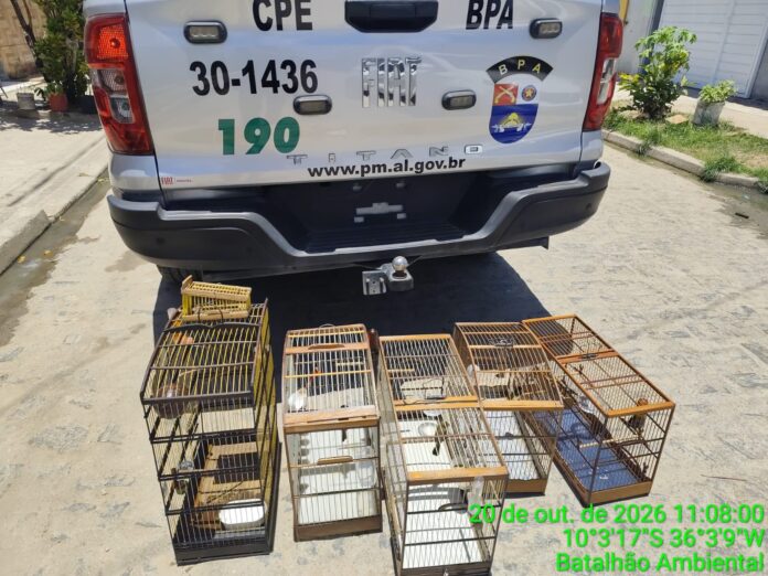Polícia Militar resgata mais de 100 aves silvestres durante operação no Litoral Sul de Alagoas