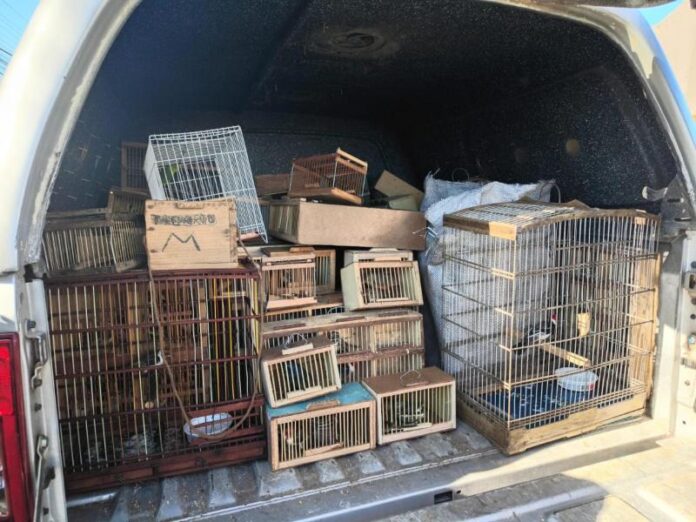 Protetor dos Biomas: PM apreende 442 animais silvestres em Alagoas