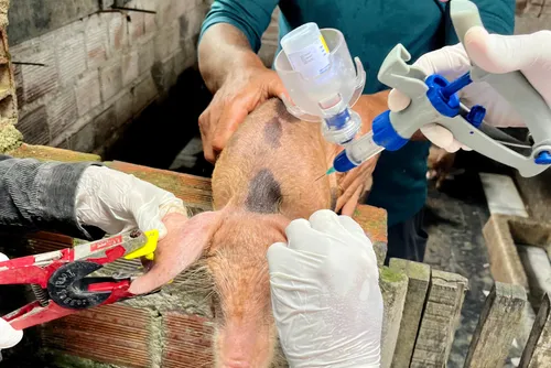 Rebanho suíno de Alagoas registra o maior crescimento do País, aponta IBGE