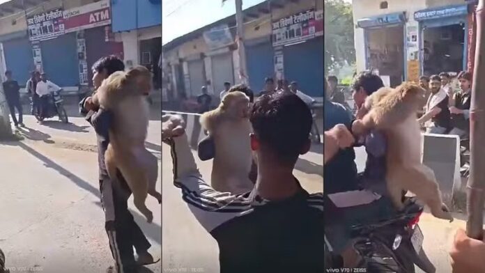 Vídeo: macaco suspeito de atacar mais de 10 pessoas é capturado e agredido por moradores